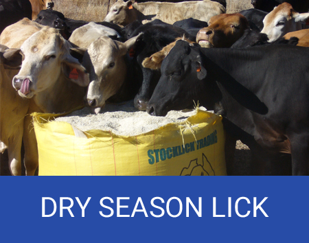 dry season lick 