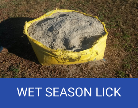 wet season lick
